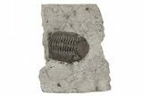Partial Trilobite (Eldredgeops) Fossil - Ohio #221148-1